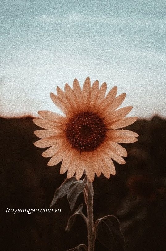 Anh là nắng hạ trong tim em!