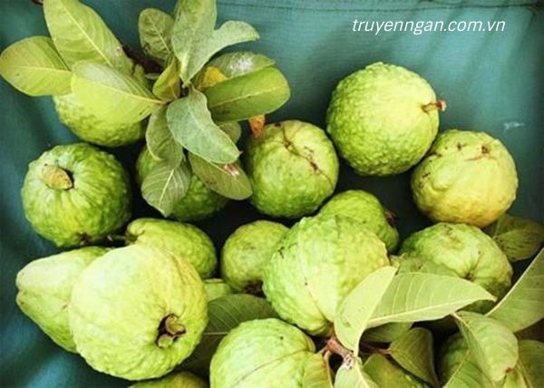 Bạn ở quê